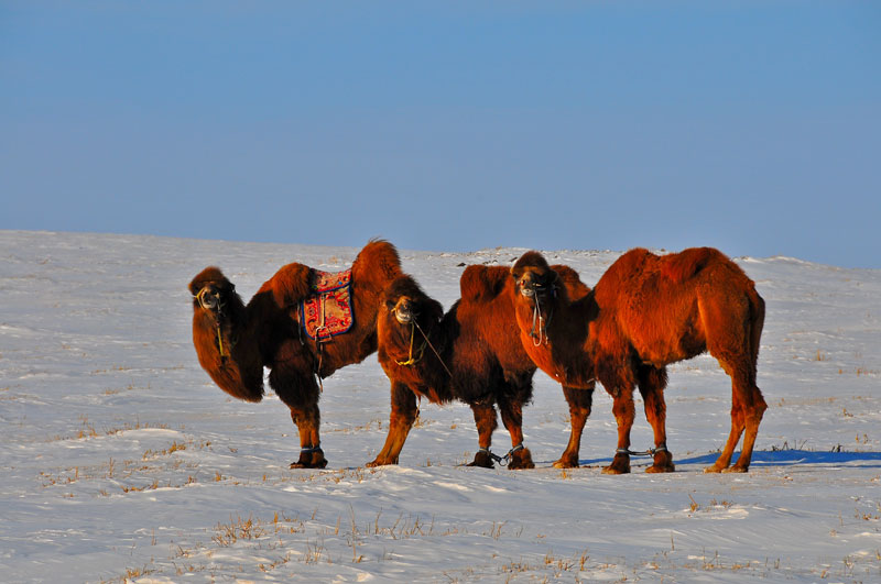 Mongolia